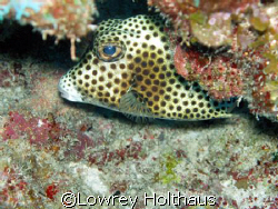 Spotted Trunkfish by Lowrey Holthaus 